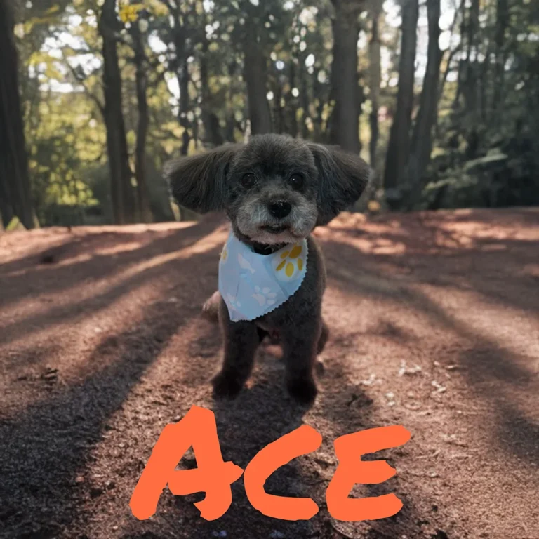 Small dark-colored dog named Ace wearing a light blue bandana while standing on a sunlit forest path.