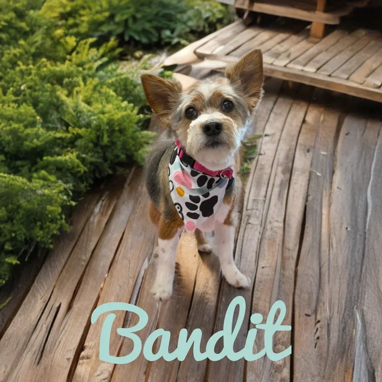 Small dog named Bandit wearing a white patterned bandana while standing on wooden planks beside green shrubs.