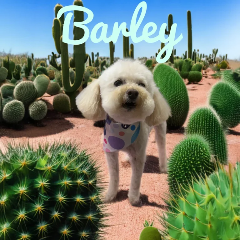 Small white fluffy dog named Barley wearing a colorful bandana while standing in a sandy desert landscape surrounded by various cacti.