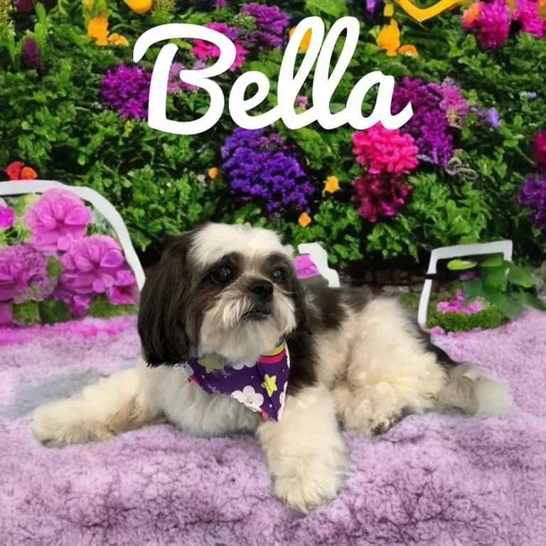 Small black and white dog named Bella wearing a purple bandana while lying on a soft lavender blanket surrounded by colorful flowers.
