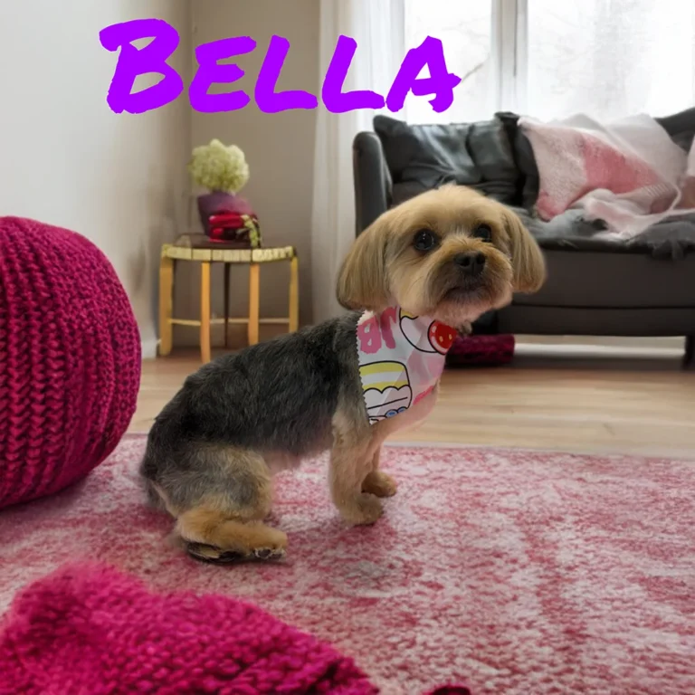 Small dog named Bella wearing a colorful bandana while sitting on a pink rug in a cozy living room with bright decor.