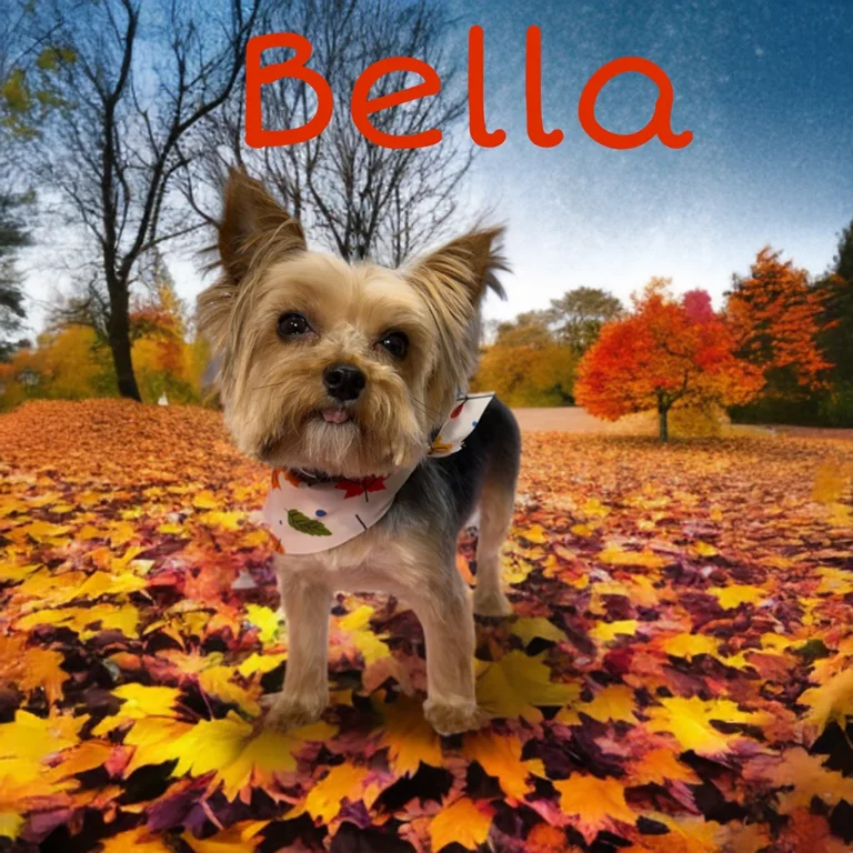 Small dog named Bella wearing an autumn leaf bandana while standing on colorful fallen leaves with bright trees in the background.