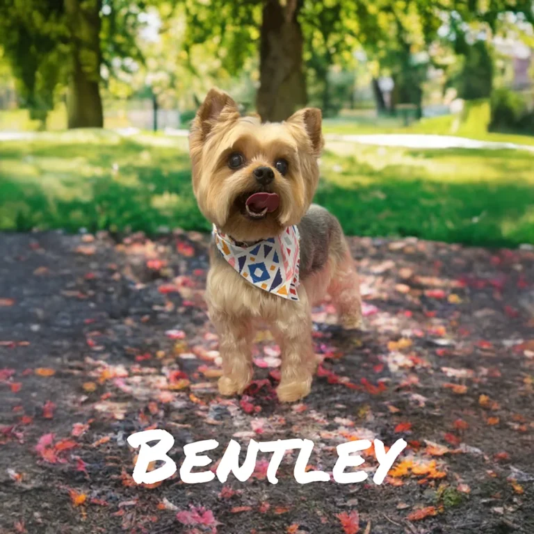 Small Yorkie named Bentley wearing a patterned bandana while standing on a colorful leaf-covered path in a sunny park.