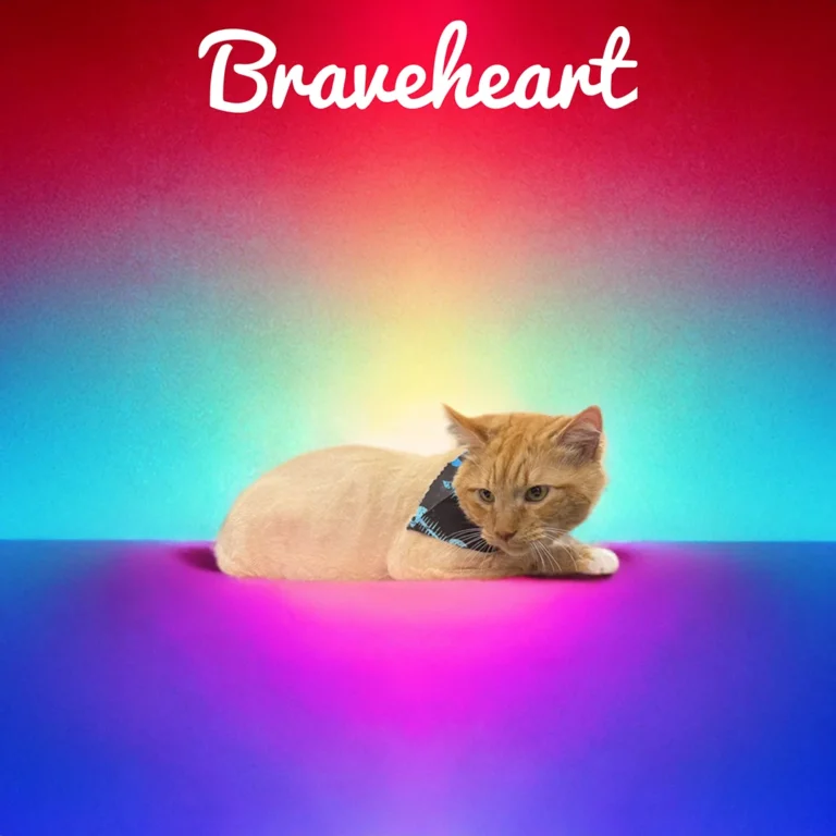 Orange cat named Braveheart wearing a dark bandana while lying on a vivid gradient surface with bright pink, blue, and red tones.