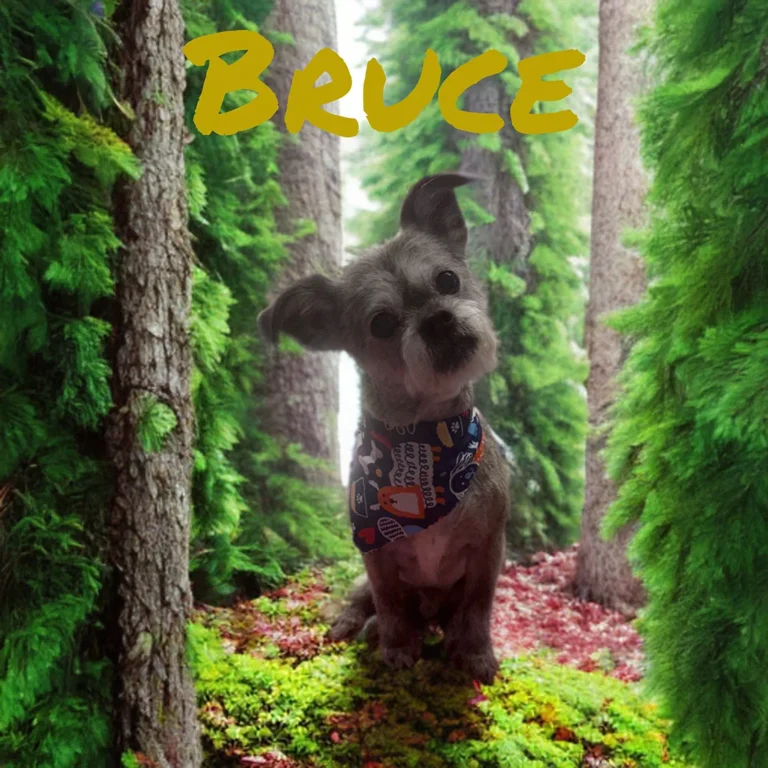 Small gray dog named Bruce wearing a blue bandana while sitting on a mossy forest floor surrounded by tall green trees.