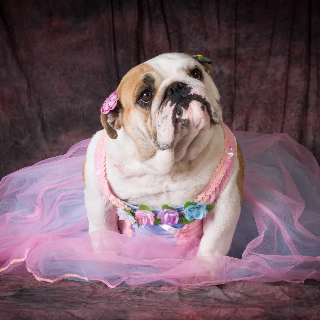 30 English Bulldog wearing a pink tutu dress with flower accents and looking up.