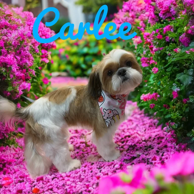 Small dog named Carlee wearing a patterned bandana while standing on a pink flower-covered path surrounded by vibrant blossoms.