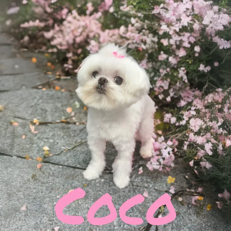 Small white dog named Coco with a pink bow standing on a stone path beside blooming pink flowers.
