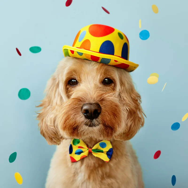 Cute dog wearing a colorful polka dot hat and matching bowtie surrounded by falling confetti.