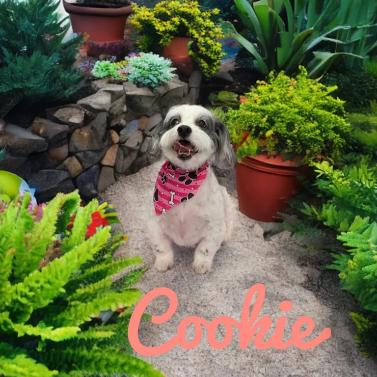 Small black and white dog named Cookie wearing a pink bandana while sitting on a garden path surrounded by bright plants and potted greenery.