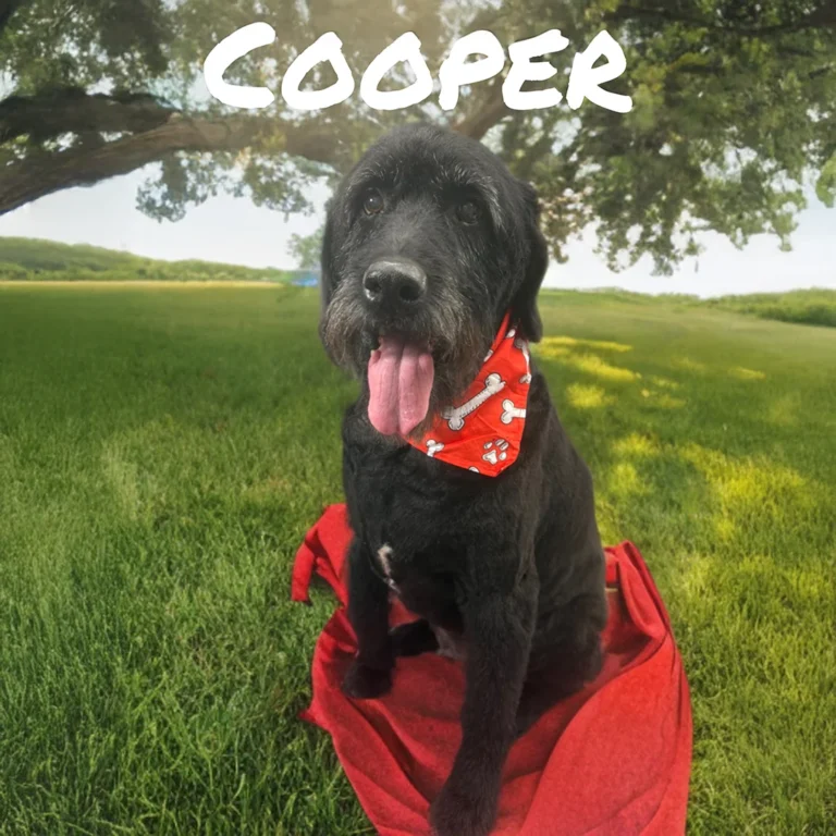 Black dog named Cooper wearing a red bandana while sitting on a red blanket in a sunny grassy field.