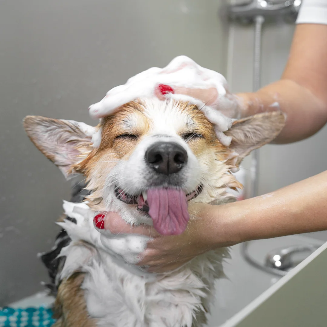 Wet Corgi with eyes closed and tongue out while being washed with soap lather.