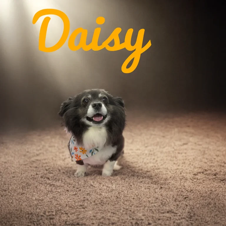 Small black and white dog named Daisy wearing a floral bandana while sitting on a brown textured carpet with warm spotlighting.
