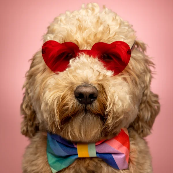 Fluffy dog wearing red heart-shaped sunglasses and a colorful rainbow bowtie against a pink background.