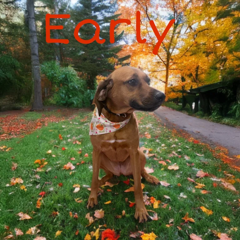 Brown dog named Early wearing a white autumn-pattern bandana while sitting on grass with colorful fall leaves and trees in the background.