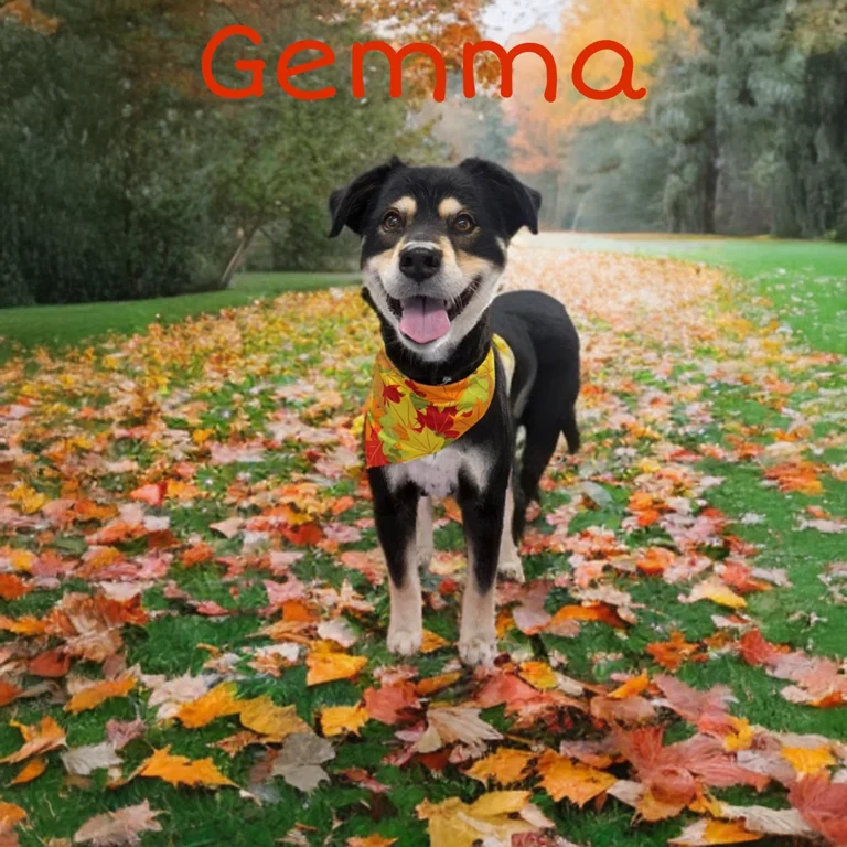 Black and tan dog named Gemma wearing a yellow autumn bandana while standing on a grassy path covered in colorful fall leaves.