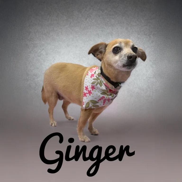 Small tan dog named Ginger wearing a floral bandana while standing on a smooth gray backdrop with a subtle gradient.
