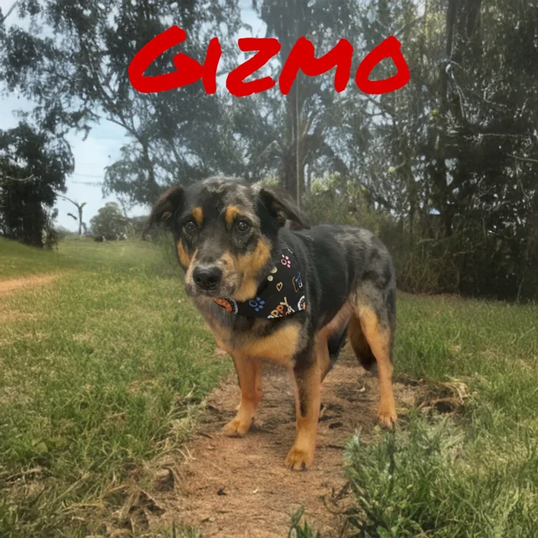 Medium-sized dog named Gizmo wearing a black bandana while standing on a dirt path surrounded by grass and trees.