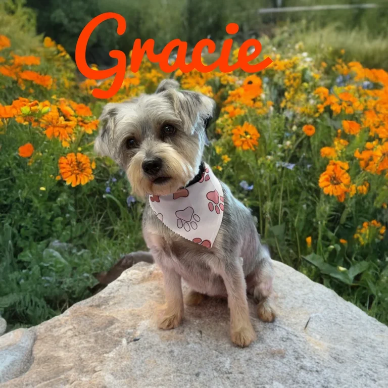 Small gray dog named Gracie wearing a white bandana with paw prints while sitting on a rock surrounded by bright orange wildflowers.