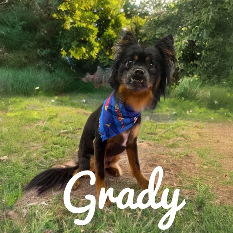 Small black and tan dog named Grady wearing a blue bandana while sitting outdoors on a grassy area surrounded by bright greenery.