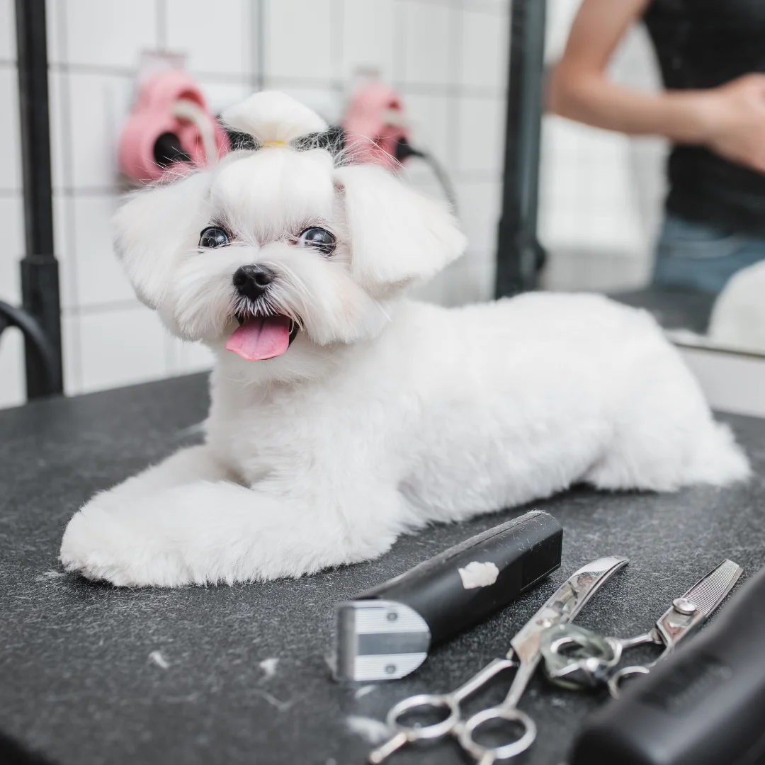 Freshly groomed Maltese lying on a grooming table with clippers and scissors nearby.