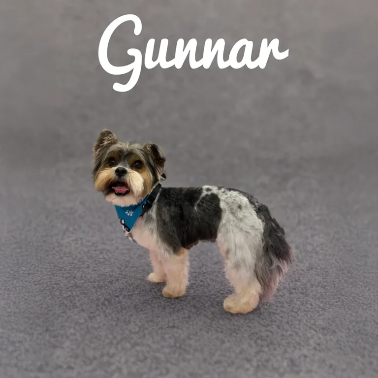 Small black, gray, and white dog named Gunnar wearing a blue bandana while standing on a textured gray background.
