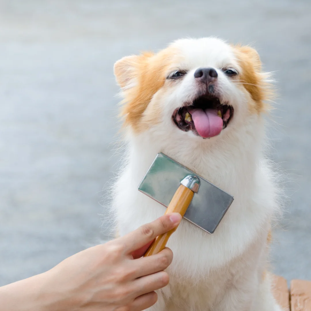 Happy Dog Being Brushed Small fluffy dog smiling with its tongue out while being brushed under the chin.
