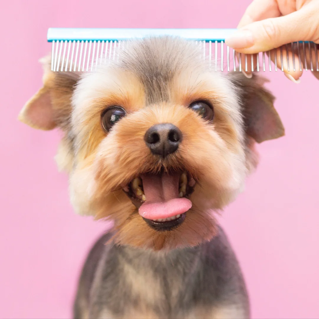 Smiling groomed dog with its tongue out while a comb is held over its head.