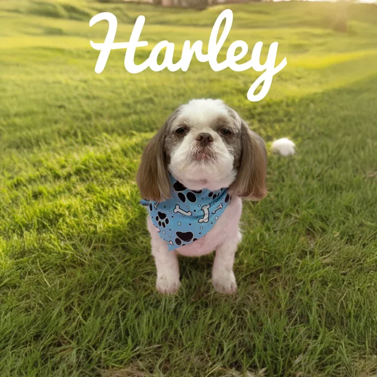 Small dog named Harley wearing a blue bandana while standing on bright green grass in warm afternoon light.