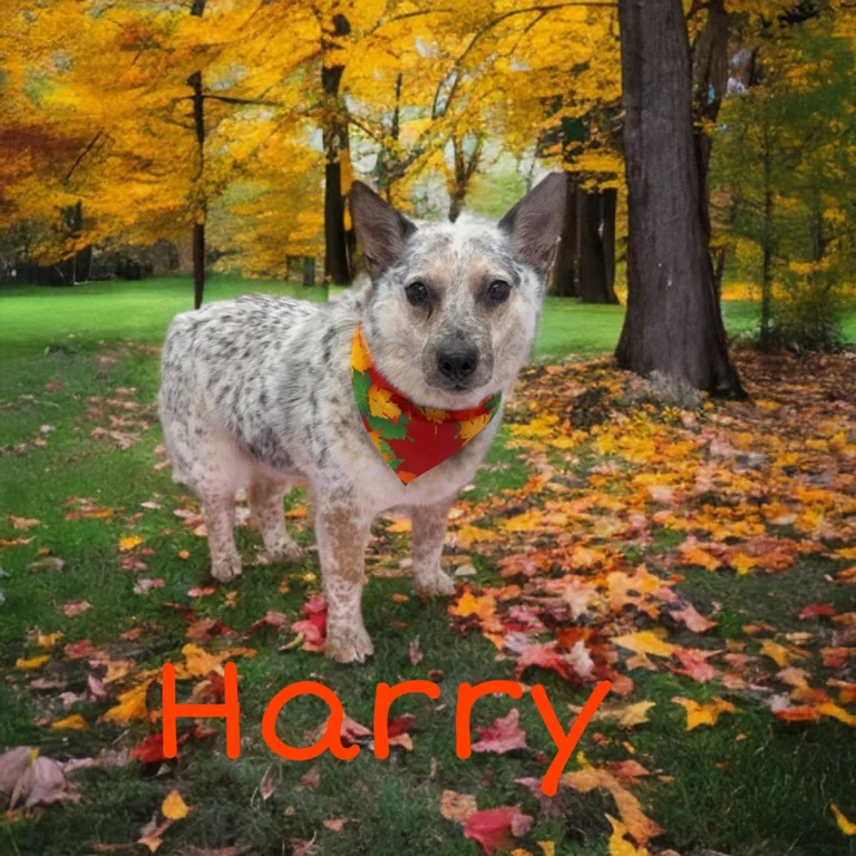 Speckled dog named Harry wearing a colorful autumn bandana while standing on grass covered with yellow and orange fall leaves in a forest.