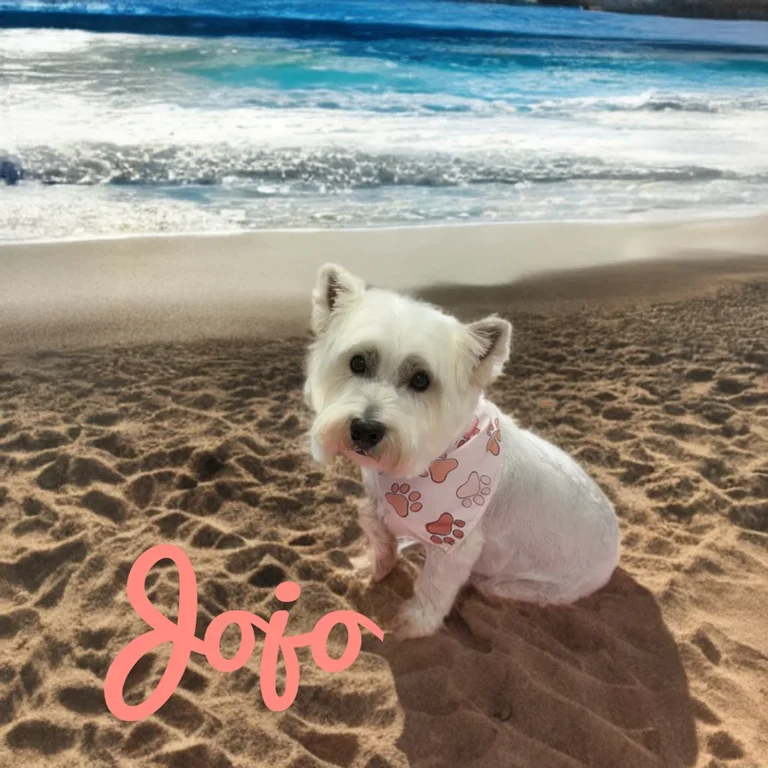 Small white dog named Jojo wearing a pink paw-print bandana while sitting on beach sand with waves in the background.
