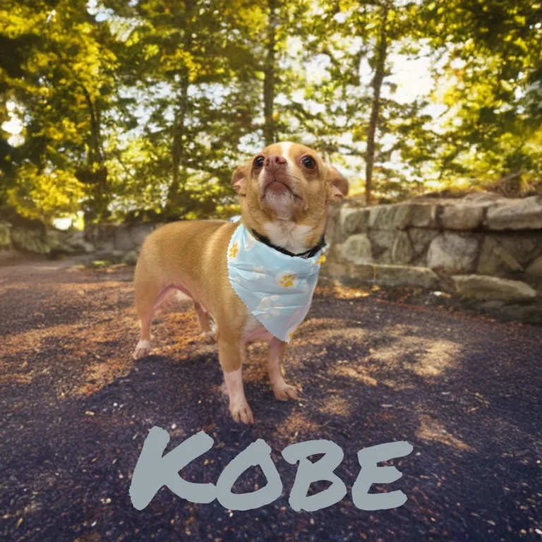 Small tan dog named Kobe wearing a light blue bandana while standing on a shaded outdoor path with trees in the background.