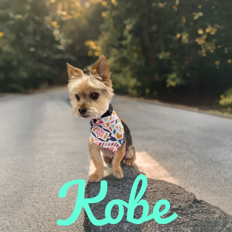 Small Yorkie named Kobe wearing a patterned bandana while sitting on a rock beside a quiet tree-lined road.