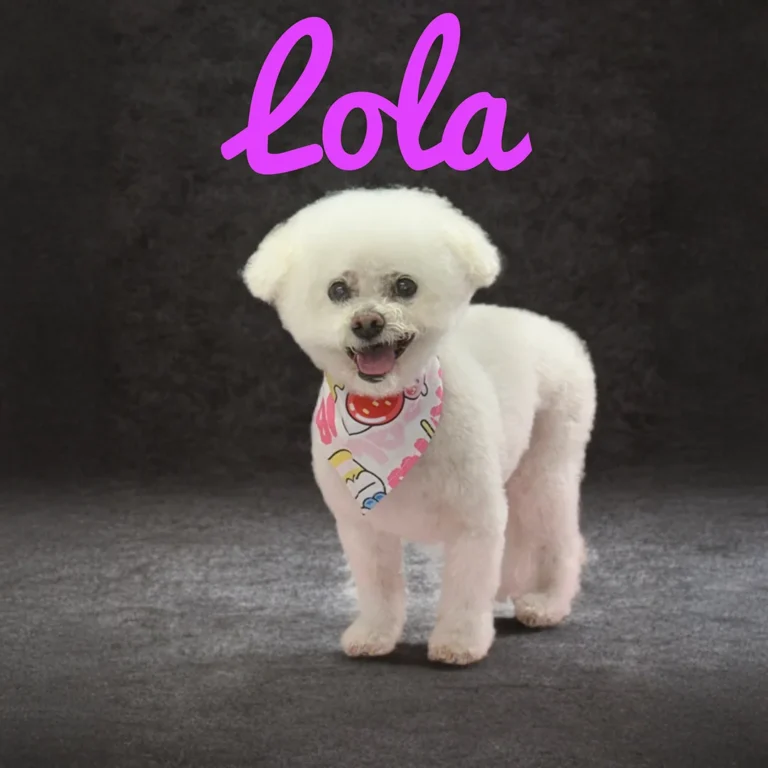 Small white dog named Lola wearing a colorful bandana while standing on a dark textured studio background.