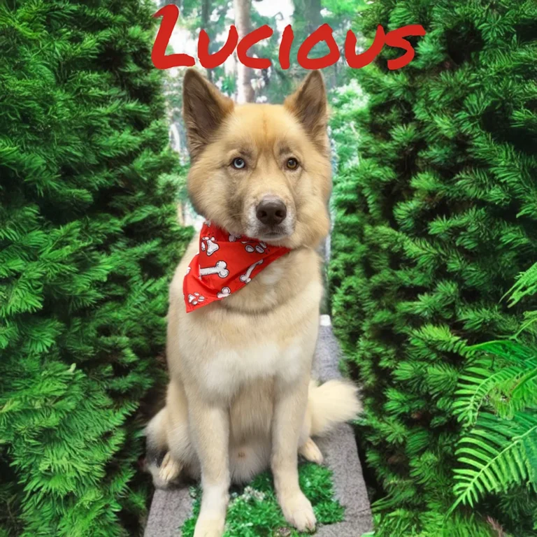 Large tan dog named Lucious wearing a red bone-pattern bandana while sitting on a path surrounded by tall, dense greenery.