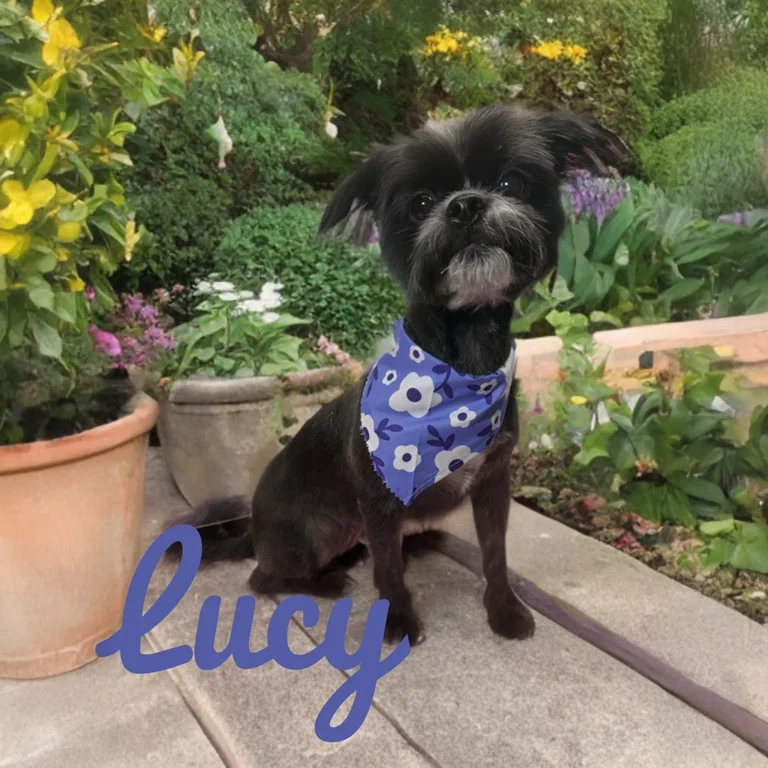 Small black dog named Lucy wearing a blue floral bandana while sitting on a garden path surrounded by lush plants and flowers.