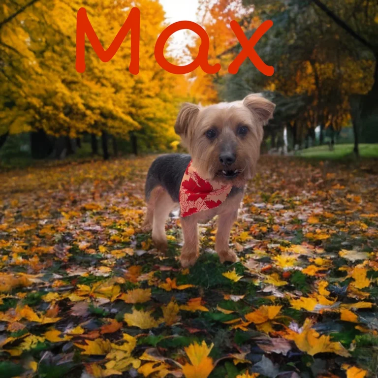 Small tan and black dog named Max wearing a red fall bandana while standing on a forest path covered in colorful autumn leaves.