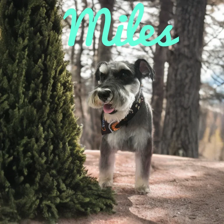 Gray and white schnauzer named Miles wearing a dark patterned bandana while standing on a dirt path surrounded by trees.