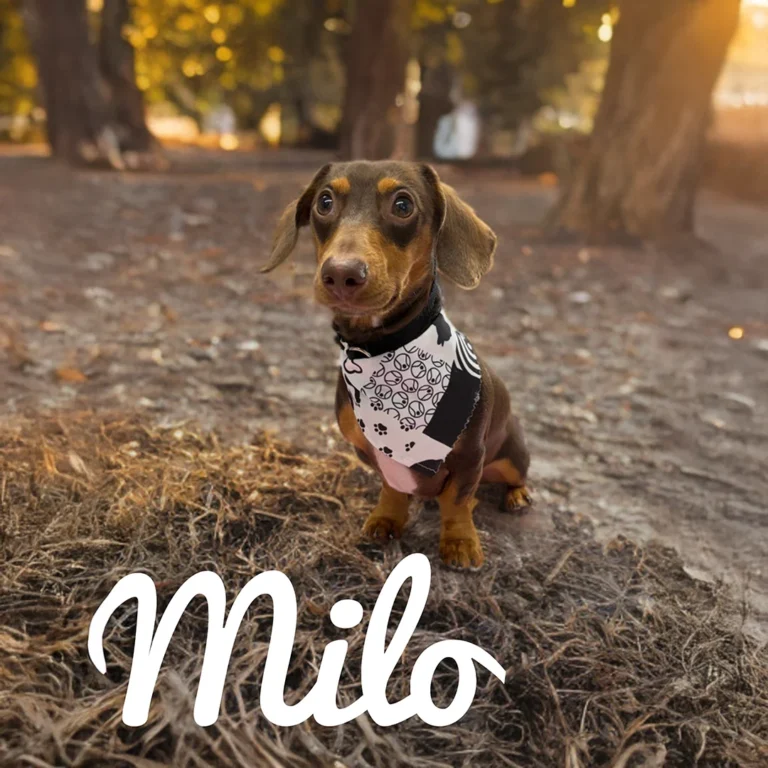 Small brown dachshund named Milo wearing a black and white bandana while sitting on dried grass in a warm, wooded setting.