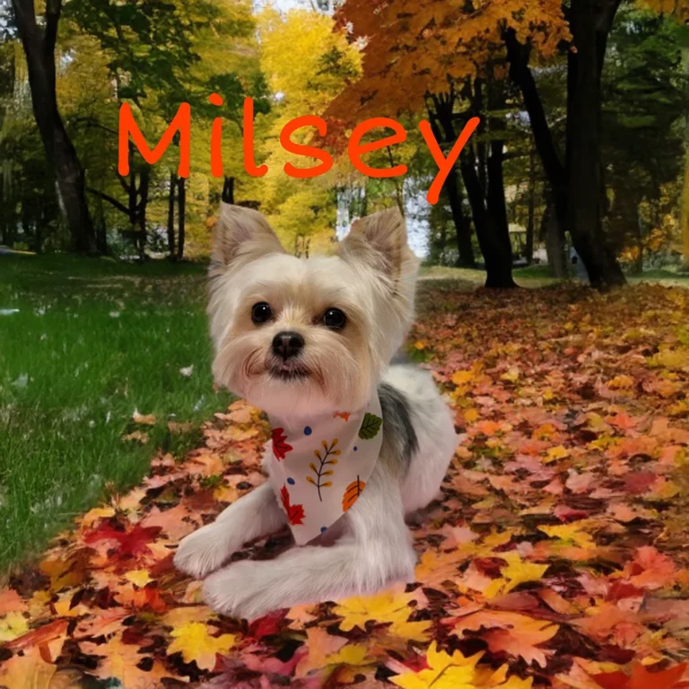 Small white and tan dog named Milsey wearing a leaf-pattern bandana while lying on a path covered in bright autumn leaves.