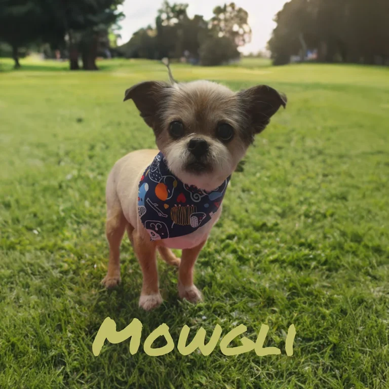 Small dog named Mowgli wearing a blue bandana while standing on a bright grassy field at sunset.
