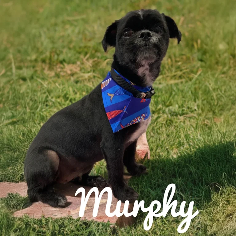 Small black dog named Murphy wearing a blue patterned bandana while sitting on a rock surrounded by green grass.