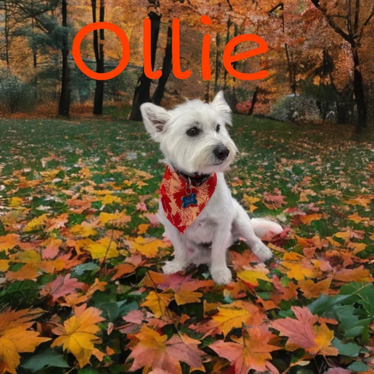 Small white dog named Ollie wearing a red fall-pattern bandana while sitting on grass covered with colorful autumn leaves.