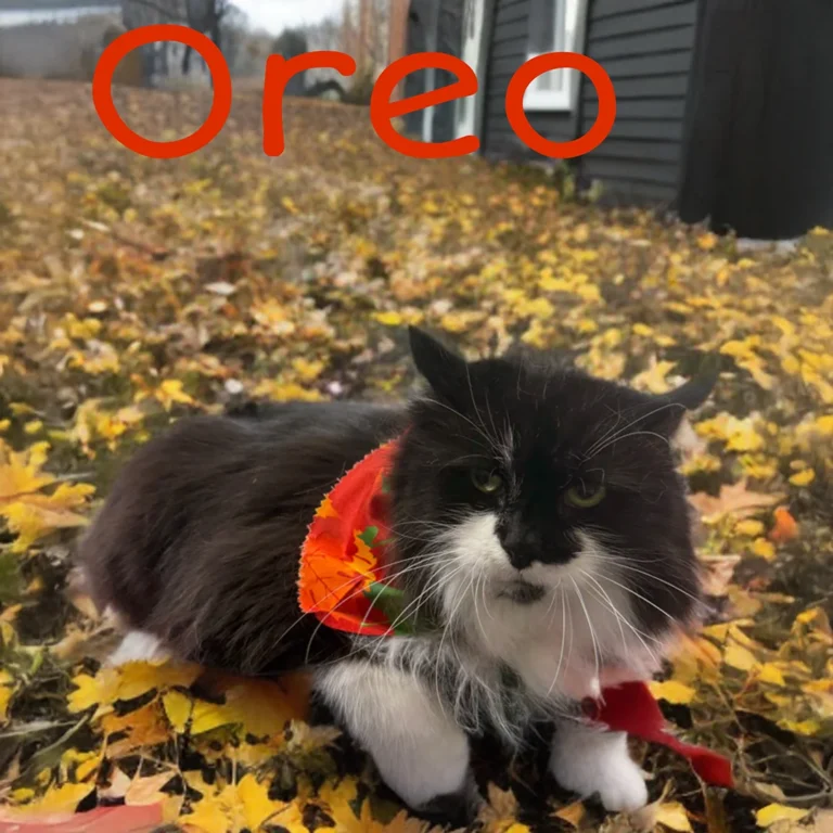 Black and white cat named Oreo wearing a red fall bandana while lying on the ground covered with yellow autumn leaves.
