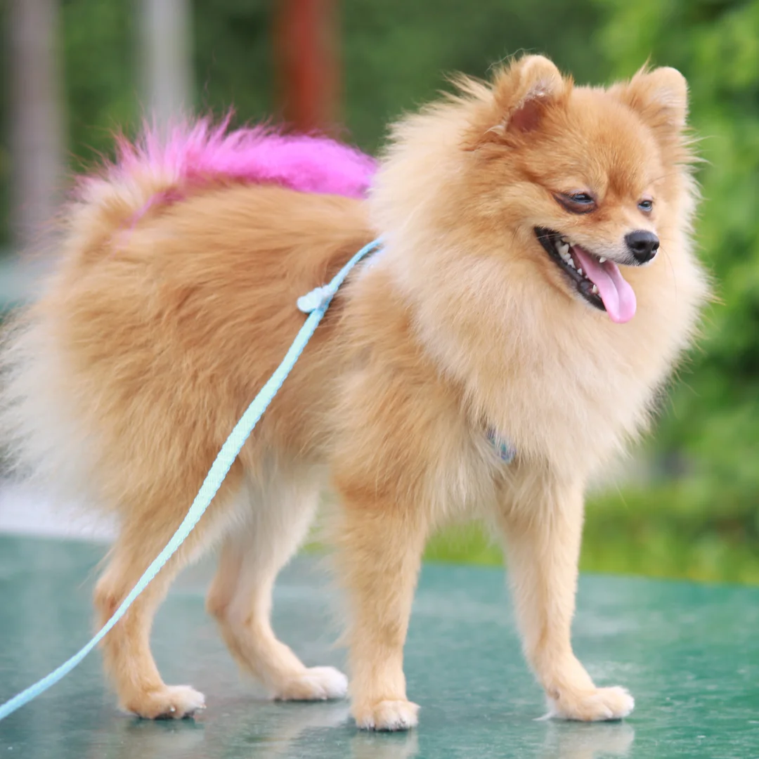 Fluffy Pomeranian standing on a table with a pink-tinted patch of fur and a blue leash.