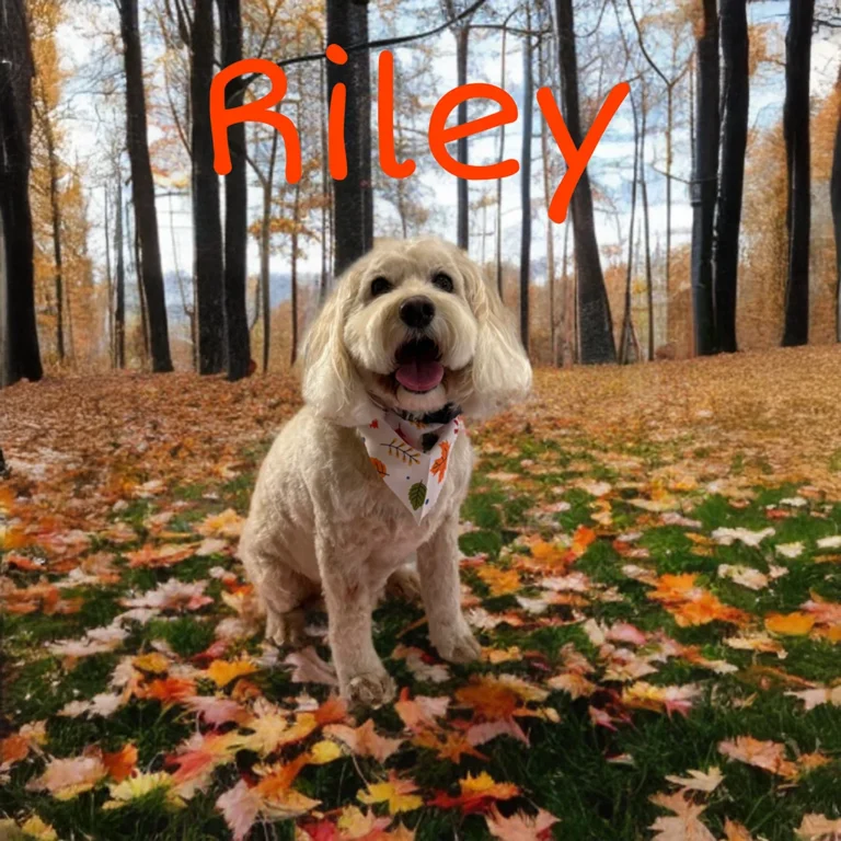 Light-colored dog named Riley wearing an autumn leaf bandana while sitting on grass covered in colorful fall leaves with tall trees behind.