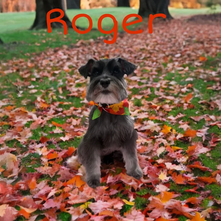 Small gray dog named Roger wearing a colorful fall bandana while sitting on grass covered with red and orange leaves.