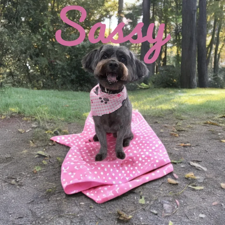 Small dark-colored dog named Sassy wearing a pink checkered bandana while sitting on a pink polka dot blanket in a wooded outdoor area.