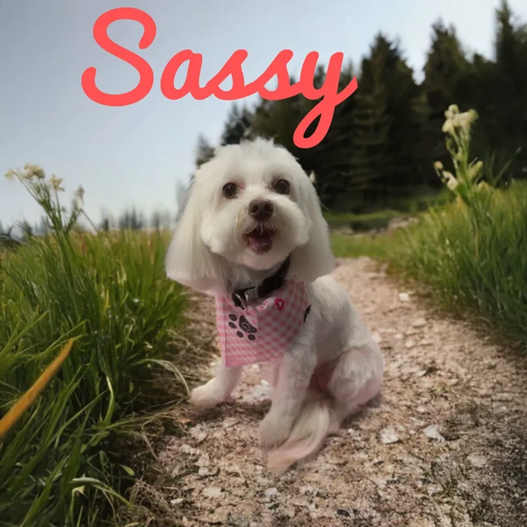 Small white dog named Sassy wearing a pink checkered bandana while sitting on a dirt path surrounded by grass and trees.