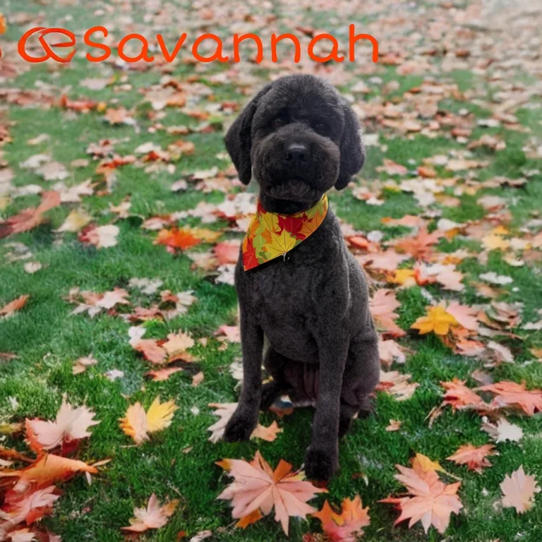 Dark-colored dog named Savannah wearing a yellow and red fall bandana while sitting on green grass scattered with colorful autumn leaves.